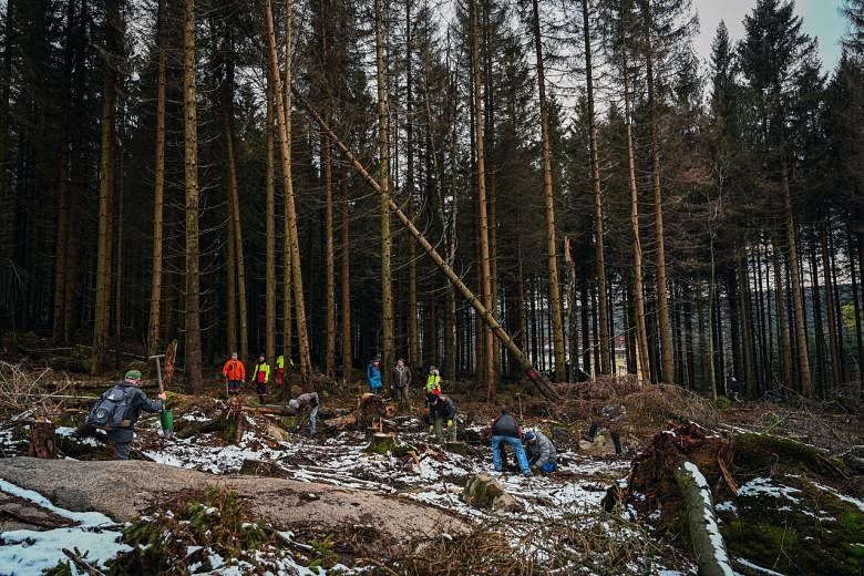 Perubahan iklim menyerang jantung identitas Jerman: Hutan