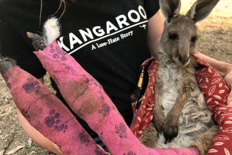 Pertempuran untuk menyelamatkan margasatwa Australia saat kebakaran hutan berkobar
